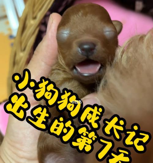 出生没多久的小狗狗吃什么？新生小狗的饮食安排有哪些？