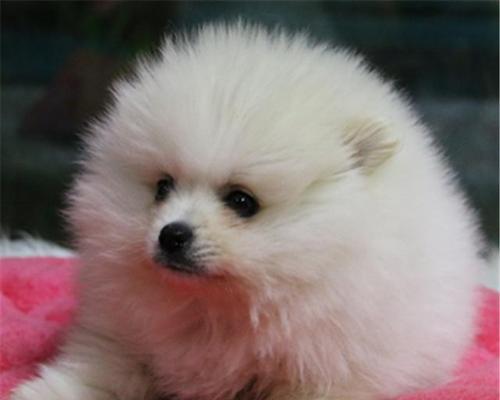 博美狗的外形特征有哪些？博美犬的外观特点是什么？