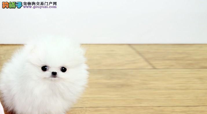 博美狗的外形特征有哪些？博美犬的外观特点是什么？