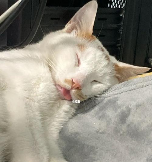 宠物猫晚上睡觉怎么办？猫咪夜间睡眠的注意事项有哪些？