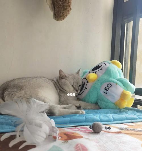 宠物猫晚上睡觉怎么办？猫咪夜间睡眠的注意事项有哪些？