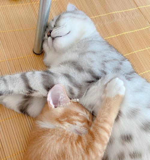 宠物猫晚上睡觉怎么办？猫咪夜间睡眠的注意事项有哪些？