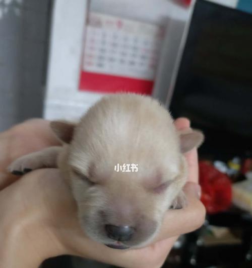 刚出去的小狗几天睁眼？新生小狗睁眼的时间是多长？