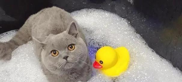 给小猫洗澡不用沐浴露可以吗？猫咪洗澡不用沐浴露的注意事项是什么？