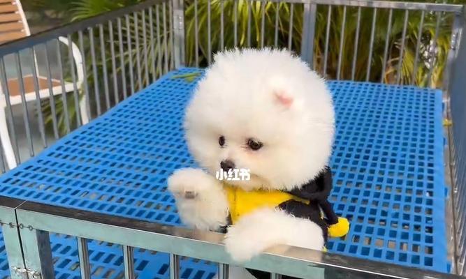 博美适合多大狗笼子？博美犬狗笼的选择标准是什么？
