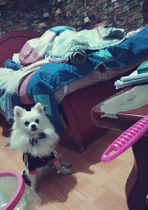 博美适合多大狗笼子？博美犬狗笼的选择标准是什么？