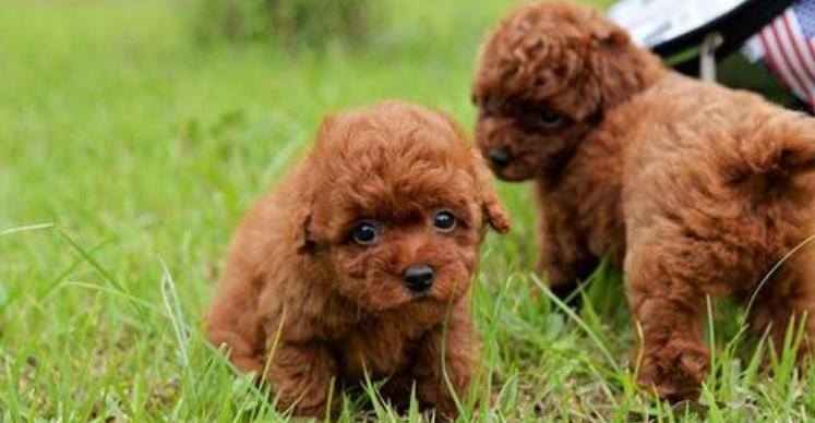 成年泰迪犬吃什么？成年泰迪的饮食安排有哪些？
