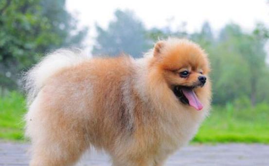 博美什么时候打狂犬病？博美犬狂犬疫苗接种的最佳时间是什么时候？