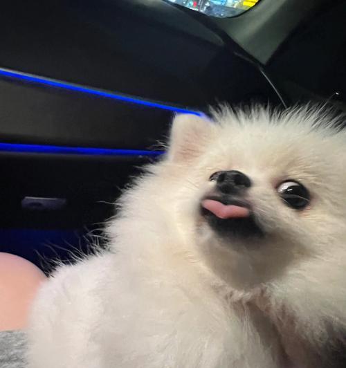 博美狗狗情侣头像一对哪里找？博美犬情侣头像推荐有哪些？