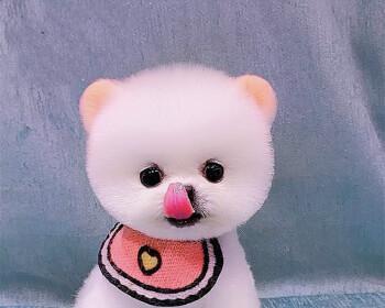 博美狗狗情侣头像一对哪里找？博美犬情侣头像推荐有哪些？