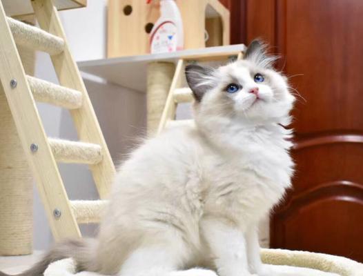 繁育布偶猫最好几只？布偶猫繁育的最佳数量是多少？