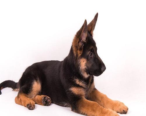 德国都有什么犬？德国犬的常见品种有哪些？