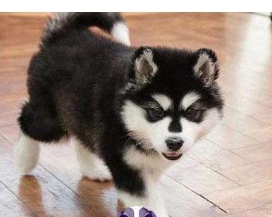 狗阿拉斯加介绍有哪些？阿拉斯加犬的特点和饲养方法是什么？