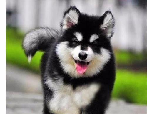 狗阿拉斯加介绍有哪些？阿拉斯加犬的特点和饲养方法是什么？