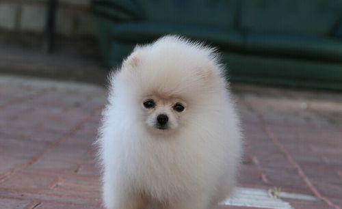 博美狗狗为什么那么粘人？博美犬粘人的原因是什么？