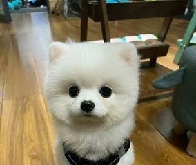 博美狗狗为什么那么粘人？博美犬粘人的原因是什么？