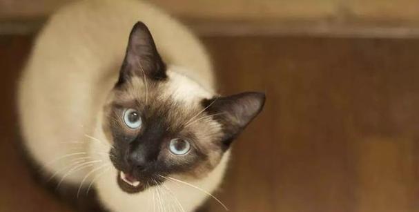常见猫咪的品种有哪些？常见的猫咪品种推荐是什么？