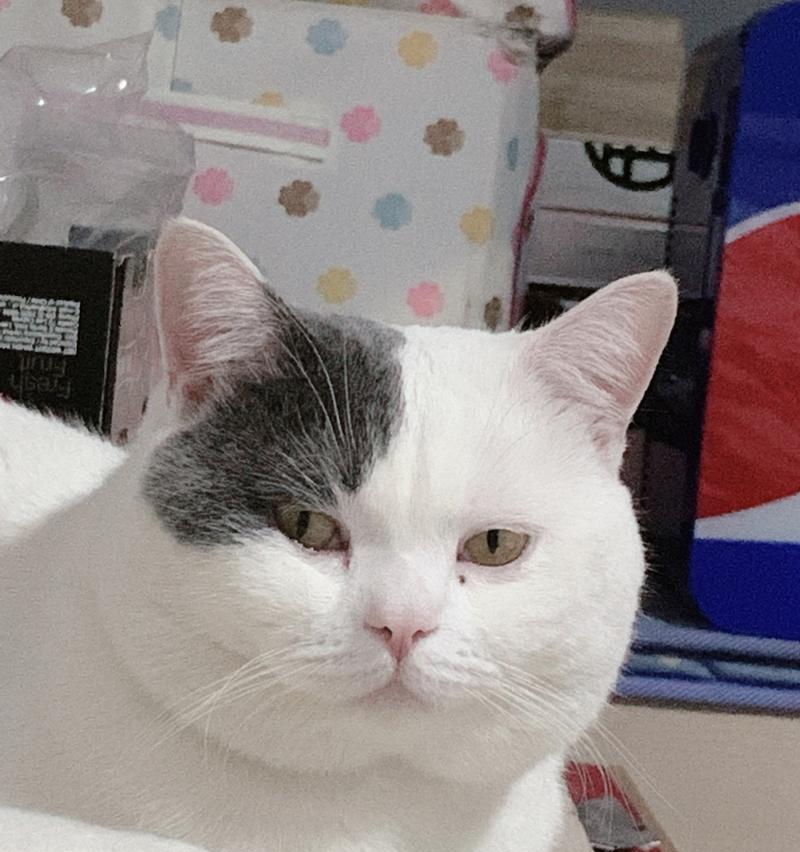 给宠物猫抓出血怎么办？猫咪抓伤出血的处理方法有哪些？