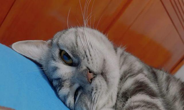 大猫教小猫咪爬树怎么办？猫咪爬围栏的原因和解决方法是什么？