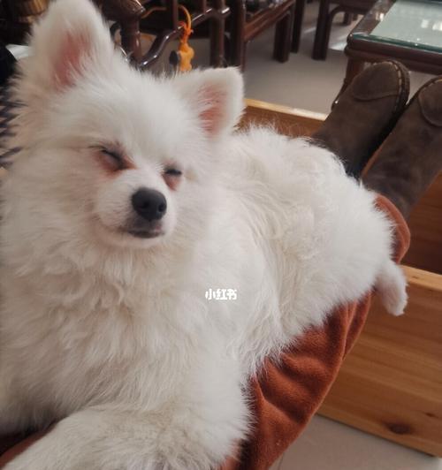 博美50天的小狗喝水多少？50天大博美幼犬的饮水量是多少？
