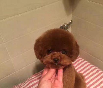 刚满月的泰迪狗狗好喂养吗？满月泰迪的饲养方法有哪些？