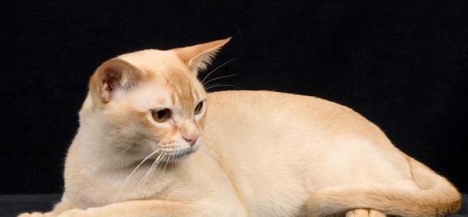 大猫一直叫小猫怎么办？大猫叫小猫的原因和解决方法是什么？