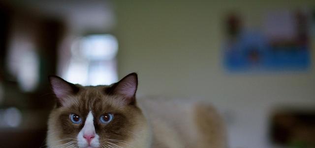 布偶猫为什么喜欢打喷嚏？布偶猫打喷嚏的原因有哪些？