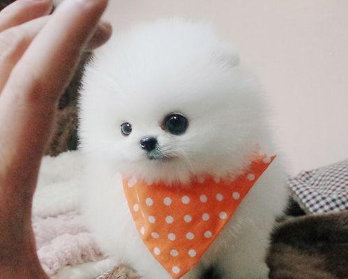 博美幼犬晚上睡养起夜吗？博美幼犬夜间起夜的频率是多少？