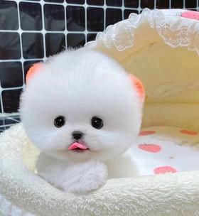 博美幼犬晚上睡养起夜吗？博美幼犬夜间起夜的频率是多少？