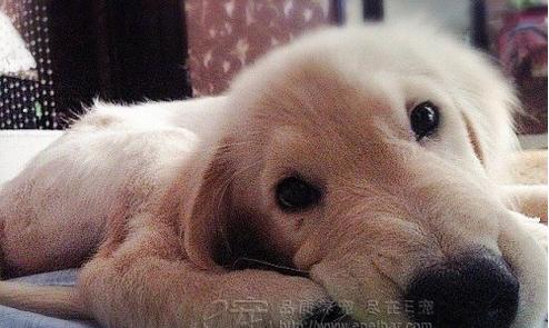 吃什么东西狗大便没那么臭？狗狗粪便除臭的食物有哪些？