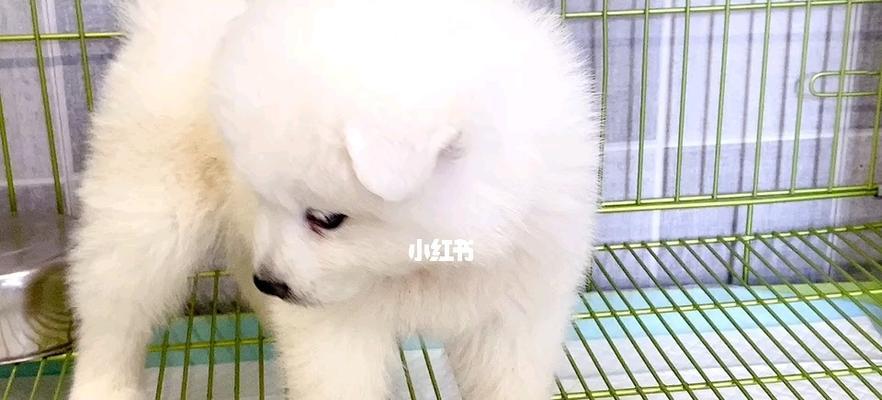 博美跟萨摩耶生的狗怎么样？博美和萨摩耶混血狗狗的特点是什么？