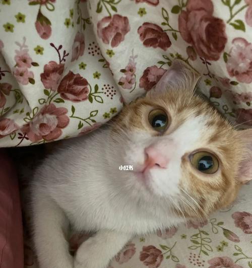 刚满月的小猫疫苗怎么打？满月小猫疫苗接种的时间安排是什么？