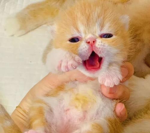 刚满月的小猫疫苗怎么打？满月小猫疫苗接种的时间安排是什么？