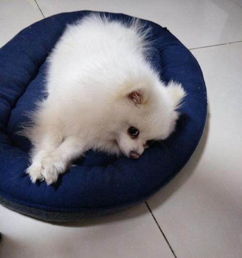 博美吃狗粮怎么喂？博美犬狗粮的喂食方法有哪些？