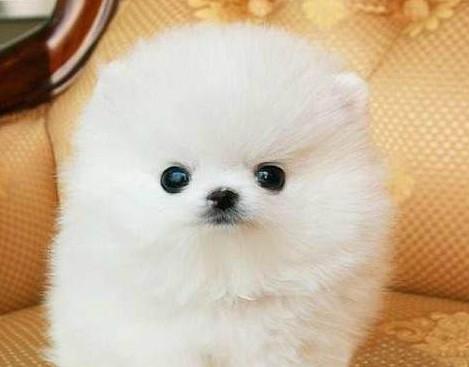 博美吃狗粮怎么喂？博美犬狗粮的喂食方法有哪些？