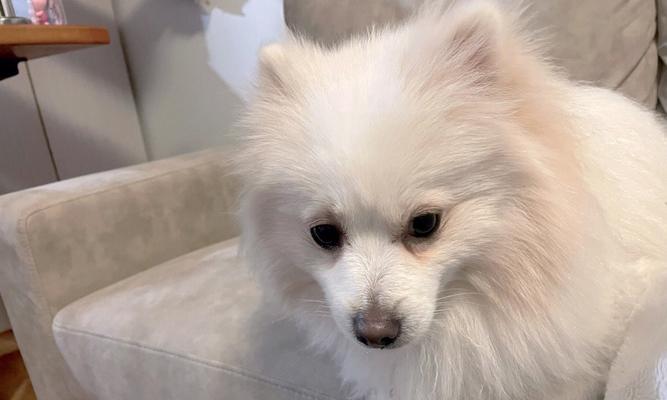 博美幼犬不爱吃饭怎么办？博美幼犬食欲不振的原因和解决方法是什么？