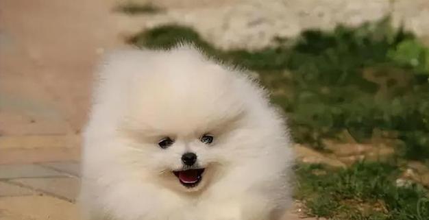 博美幼犬不爱吃饭怎么办？博美幼犬食欲不振的原因和解决方法是什么？