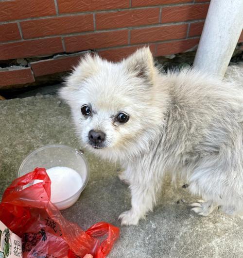 博美幼犬不爱吃饭怎么办？博美幼犬食欲不振的原因和解决方法是什么？