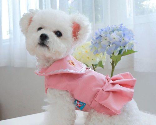 刚出生泰迪狗狗都死了怎么办？新生泰迪死亡的原因有哪些？