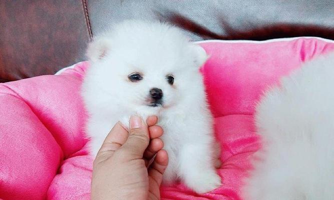 博美狗狗四个月了好养吗？四个月大博美犬的饲养难度是什么？