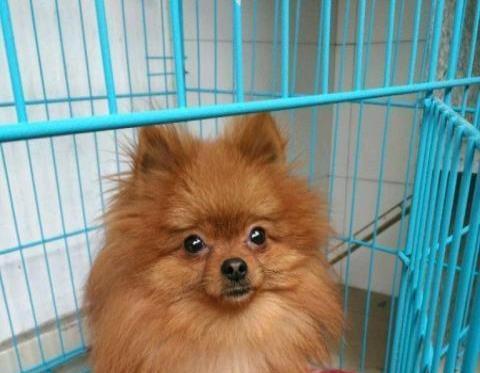 博美狗狗四个月了好养吗？四个月大博美犬的饲养难度是什么？
