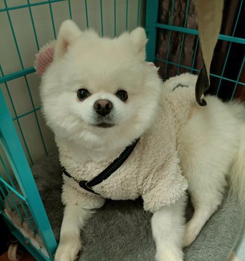 博美幼犬经常流泪吗？博美幼犬流泪的原因是什么？