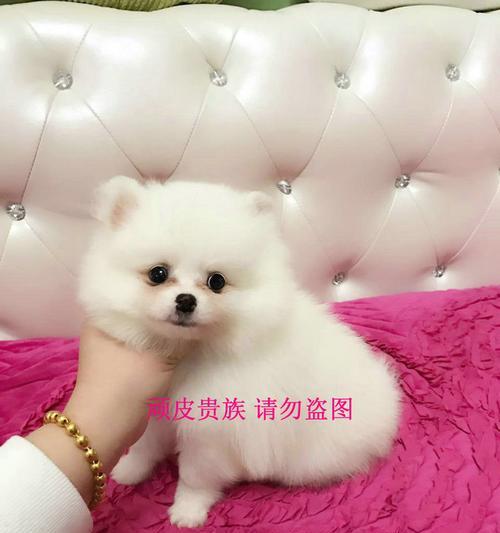 博美幼犬经常流泪吗？博美幼犬流泪的原因是什么？
