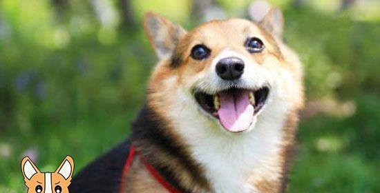 宠物犬不能吃什么？狗狗饮食禁忌有哪些？
