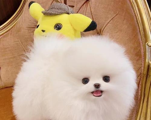 博美狗睡觉鼻子呼吸声音大怎么办？博美犬睡觉呼吸声音大的原因有哪些？