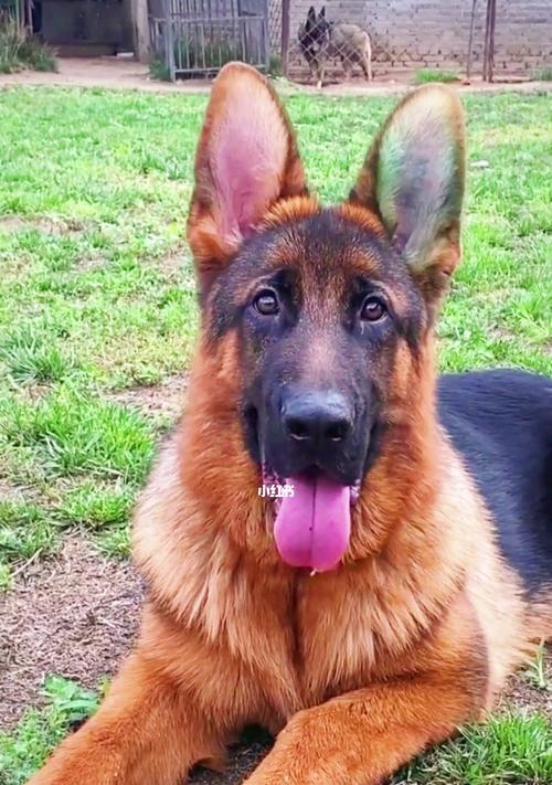 德牧幼犬防疫怎么做？德牧幼犬疫苗接种的流程是什么？