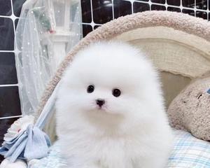 博美狗狗舔主人手怎么办？博美犬舔人手的含义是什么？