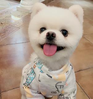 博美狗狗舔主人手怎么办？博美犬舔人手的含义是什么？