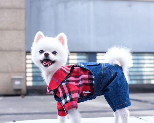 博美狗狗舔主人手怎么办？博美犬舔人手的含义是什么？