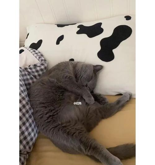 给猫咪用开塞露需要注意什么？猫咪使用开塞露的注意事项是什么？